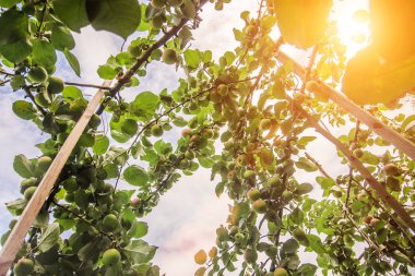 Tarım ve tarım-çiftlikte meyve bahçesi