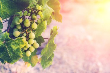 Kopya alanı - üzüm bir demet