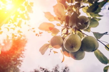 Tarım ve tarım-çiftlikte meyve bahçesi