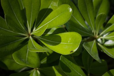 Yeşil tropikal yaprağın güneşli tarafındaki karınca