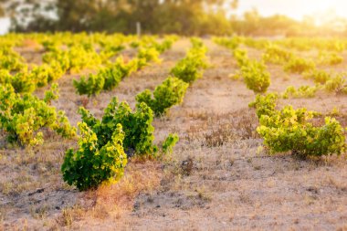 İspanya'nın tarlalarında genç bir bağ