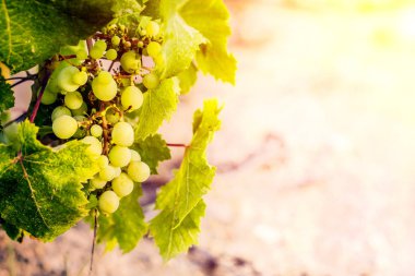 İtalya'da üzüm hasadı