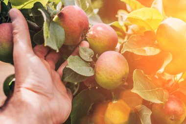 Tarım ve tarım-elma ağacı seçimi