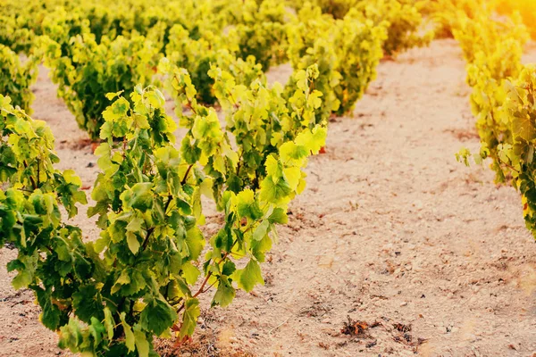 Fransız Üzüm Çiftliği