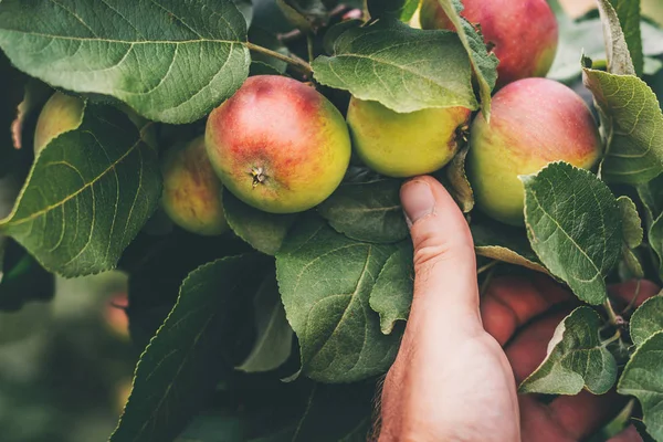 Bir el çiftlikte elma ile serpiştirilmiş ağır bir dalı destekledi