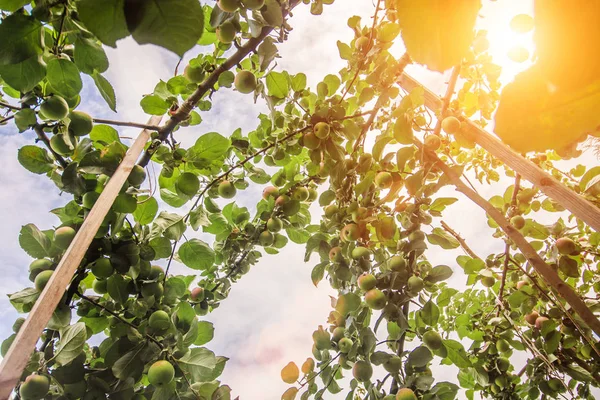 Tarım ve tarım-çiftlikte meyve bahçesi