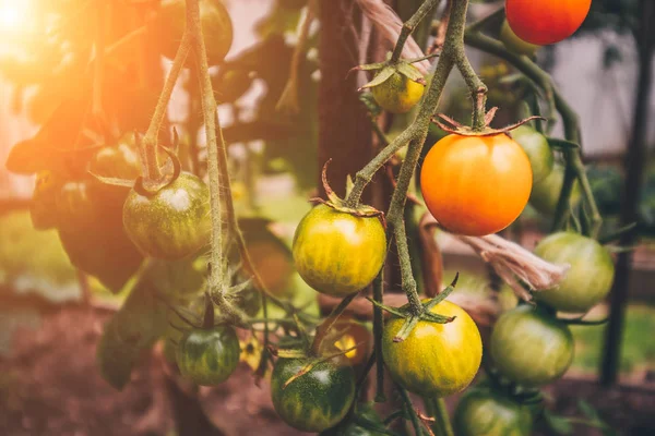 Agriculture and farming - a rich harvest of tomato