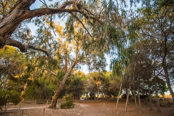 Spaziergang Durch Das Naturschutzgebiet Zwischen Den Bäumen Frische Luft Atmen — Stockfoto