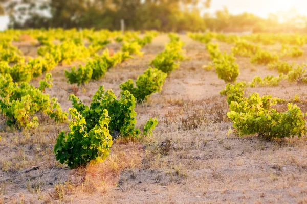 İspanya'nın tarlalarında genç bir bağ