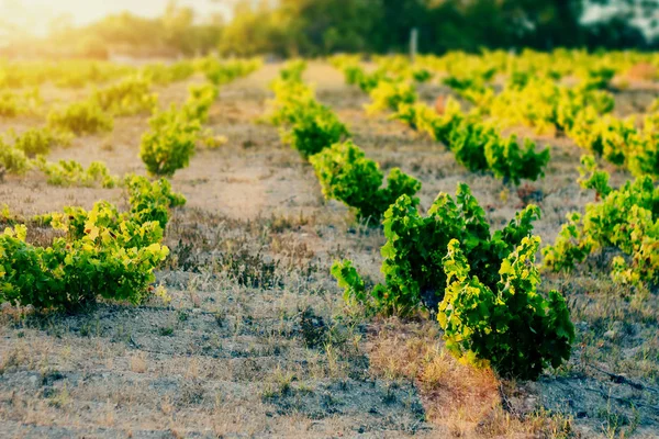 Temprano Mañana Una Granja Uvas Los Primeros Rayos Del Sol — Foto de Stock