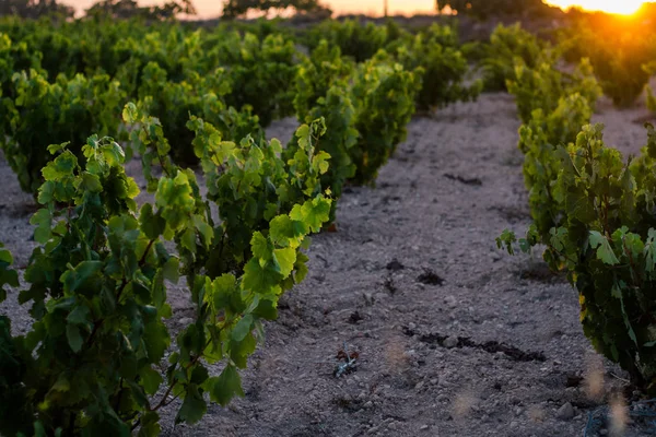 Noche Viñedo Excursiones Los Viñedos Francia — Foto de Stock