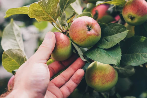 Elma bahçesinde hasat