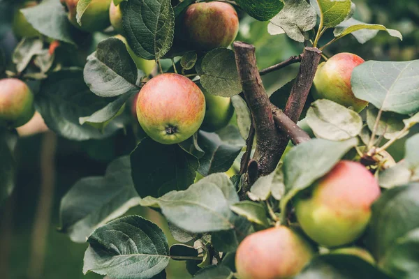 Tarım ve tarım-elma ağacı seçimi