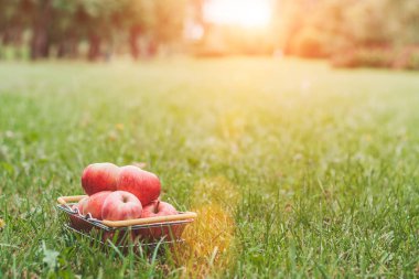 Çim bir sepet içinde Olgun elma - bir çiftçinin hasat