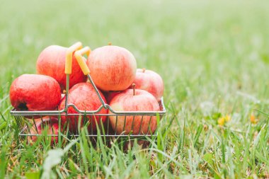 Çiftlikte çim bir sepet içinde Olgun elma - güzel sulu bahçe meyve