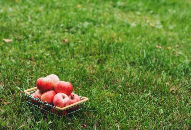 Bahçede bir sepet içinde Olgun elma
