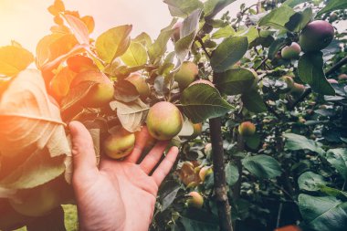 Tarım ve tarım-elma ağacı seçimi