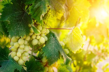 Olgun üzümlerin hasat edilmeden önce bir dalda yakınlaşması