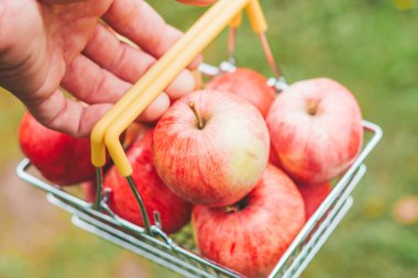Bir çiftçinin elinde olgun elmalarla dolu bir sepet