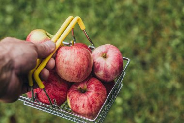 Çiftçinin elinde olgun elma tam sepet - yazlık bahçede hasat