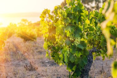 Sıcak güneş ışığı asma çiftliğindeki üzümlerin olgunlaşmasını etkiler