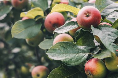 Çiftlikteki meyve bahçesi