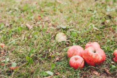 Olgun elmalar ağaçtan yere düştü.