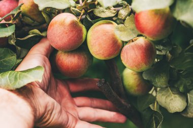 Ağaç dallarının güçlendirilmesi ve desteklenmesi, büyük bir elma hasadı