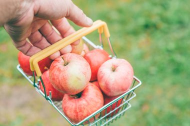Çiftçinin elinde olgun elma tam sepet - yazlık bahçede hasat