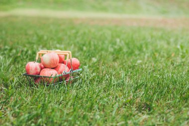 Çiftlikte çim bir sepet içinde Olgun elma - hasat - yakın çekim - kopya alanı