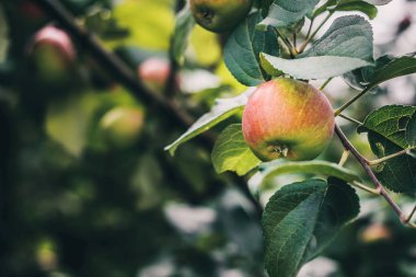 Meyve bahçesinde bir dalda elma