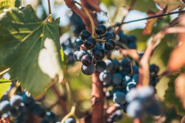Çiftlikte siyah olgun üzüm alt görünümü