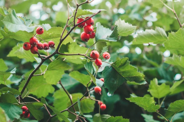 Red Berry Dogrose Bush — Stock Photo, Image