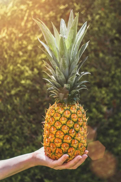 Vertical format - ripe pineapple in hand on the background of a green hedge