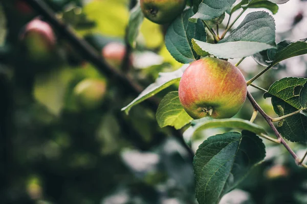Meyve bahçesinde bir dalda elma