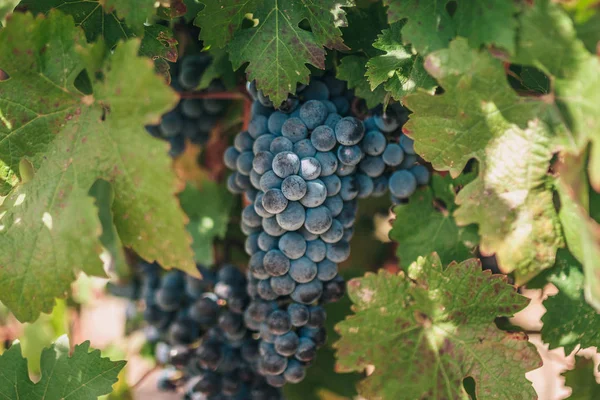 Granja Uva Con Racimos Grandes Uvas Azules Maduras Industria Uva — Foto de Stock