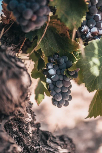 Tecnología Cultivo Uva Francia — Foto de Stock