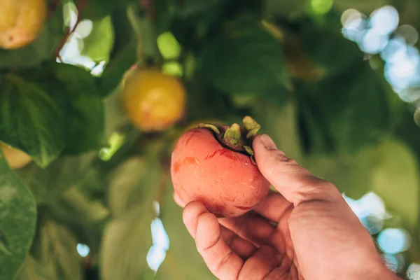 Érett Datolyaszilva Farmer Hand Őszi Betakarítás — Stock Fotó