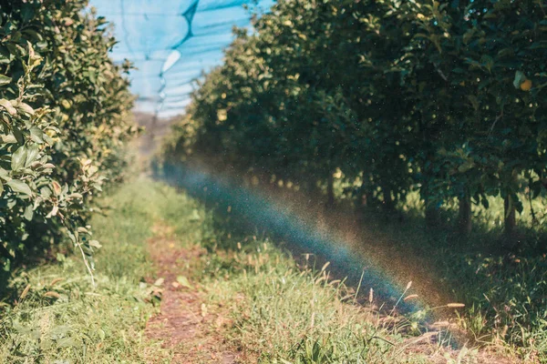 Agricultural farm in the south of France - watering apple trees on the farm, rainbow