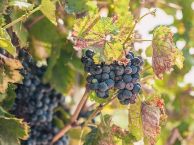 Çiftlikte Büyük üzüm - Luberon - iyi bir yıl