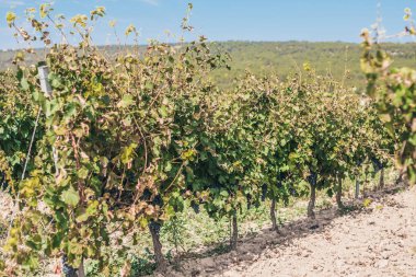  Yerel pazarda taze elma