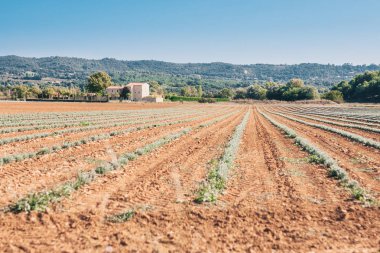 Luberon Sonbaharda Lavanta Çiftliği - Provence