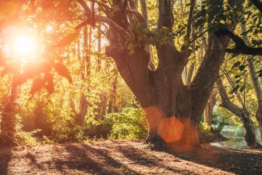 Fontaine-de-Vaucluse'deki parkın güzel akşam manzaraları