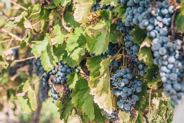 Uvas Grandes Jugosas Maduras Elegantes Viñedo Provenza Luberon — Foto de Stock