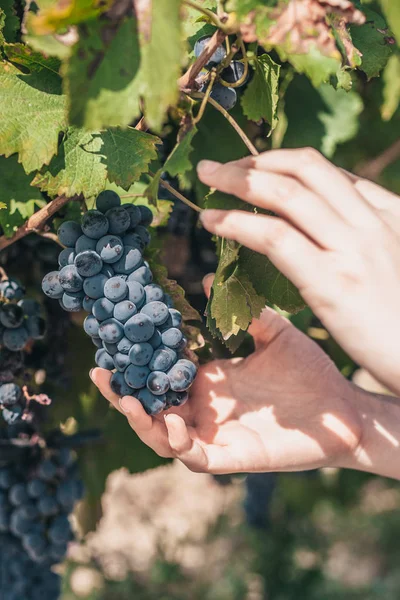 Close Van Een Enorme Tros Druiven Een Boerderij Luberon Een — Stockfoto