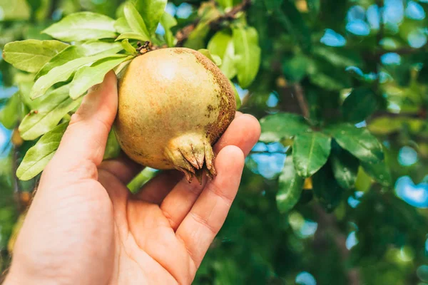 Olgunlaşmamış nar meyve dalı