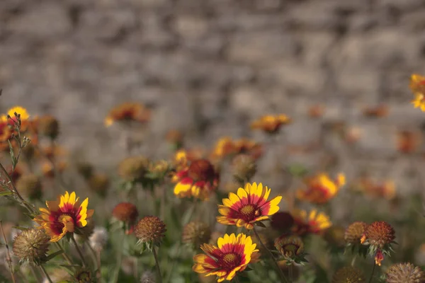 Ljust Gul Röda Blommor Suddig Bakgrund Stenmur — Stockfoto