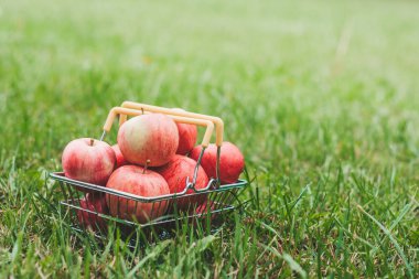 Meyve bahçesinde çim bir sepet içinde Olgun elma - hasat - yakın çekim