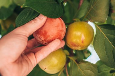 Sonbaharda ÇiftçiNin Elinde Olgun Hurma - Hasat