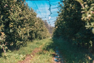 Çiftlikte elma ağaçlarının satır güzel perspektif görünümü